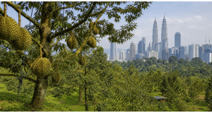 Durian Orchard Experience Near KL: Must-Visit 2026